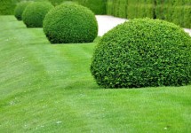 Baum- und Gehölzschnitt