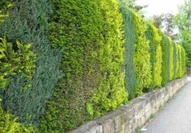 Hecke