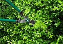 Hecke schneiden