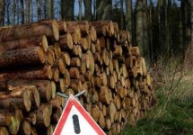 Holzfällung