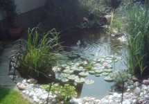 Teich